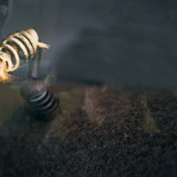 http://www.ricdigitalcommons.com/CAP-0163.jpg