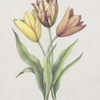 http://www.ricdigitalcommons.com/CAP-0055.jpg