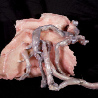 http://www.ricdigitalcommons.com/CAP-0083.jpg
