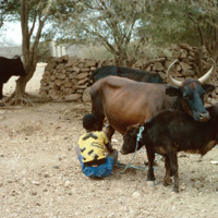 Young Boy and Cattle