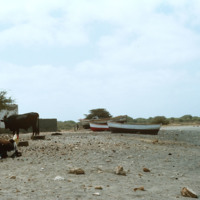 Cattle and Children on Beach