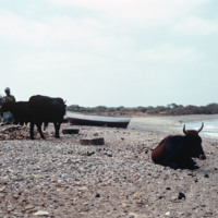 Villagers and Livestock Near the Short